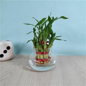 2 LAYER LUCKY BAMBOO 
