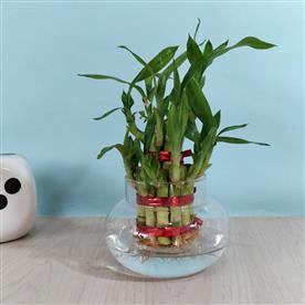 2 LAYER LUCKY BAMBOO 