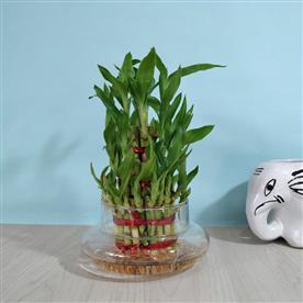 3 LAYER LUCKY BAMBOO 