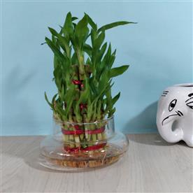 3 LAYER LUCKY BAMBOO 