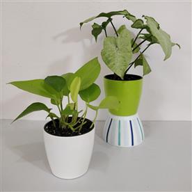 PACK OF 2 INDOOR PLANTS  