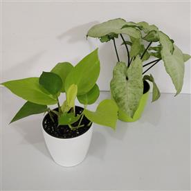 PACK OF 2 INDOOR PLANTS  
