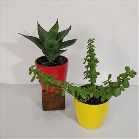 PACK OF 2 VASTU PLANTS 