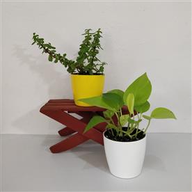 PACK OF 2 VASTU PLANTS 