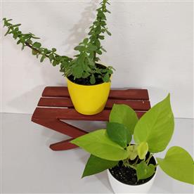 PACK OF 2 VASTU PLANTS 