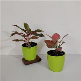 PACK OF 2 INDOOR PLANTS  