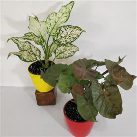PACK OF 2 INDOOR PLANTS 