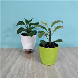 PACK OF 2 INDOOR PLANTS  