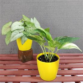 PACK OF 2 INDOOR PLANTS    