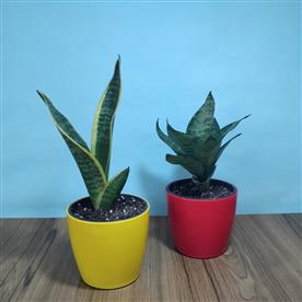 PACK OF 2 SNAKE PLANTS   