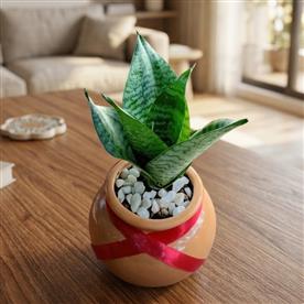 DWARF SNAKE PLANT (SANSEVIERIA) IN A HANDI SHAPE CERAMIC POT 