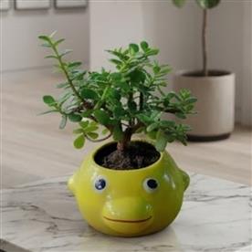 JADE PLANT IN YELLOW FISH CERAMIC POT  