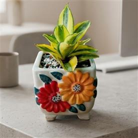 SANSEVIERIA PLANT WITH DECORATIVE POT 