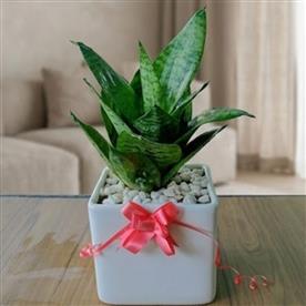 SNAKE PLANTS (SANSEVIERIA) HOUSED IN WHITE CERAMIC POTS.    