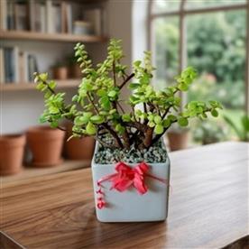 THE JADE PLANT (CRASSULA OVATA) WITH CERAMIC POT  